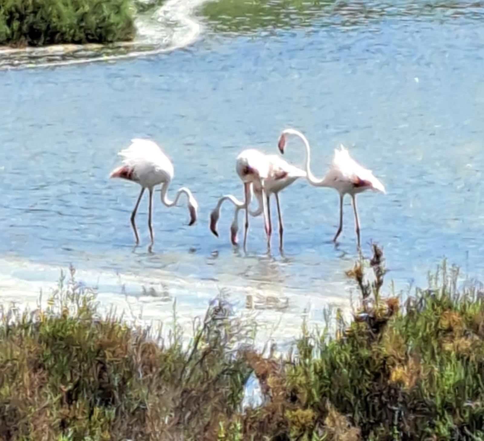 דירות סנטה פולה Vacaciones En Playa Del Tamarit מראה חיצוני תמונה